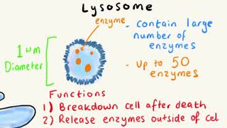 LYSOSOMES  STRUCTURE AND FUNCTION EXPLAINED FAST [upl. by Vivyan]