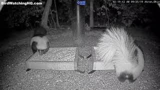 2 Skunks Spray the Cam  Coyotes Yipping  BWHQ [upl. by Rafaela]