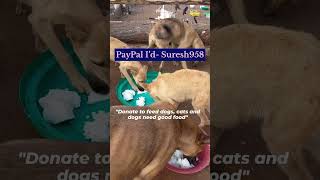 Stray dog Feeding  Rescued Stray puppiesSave Animals rescuestraydogs dogs cute straydogs [upl. by Zackariah]