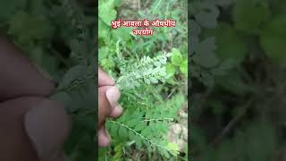 Some medicinal uses of phylanthus niruri plant🌱  bhuin ambala🌿  Krishnagarden07 [upl. by Rellim]