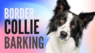 Border Collie Barking Sound FX HD [upl. by Loftis]