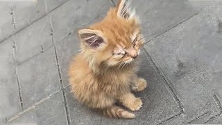 The stray kitten cant see anything sitting alone about to starve to death [upl. by Marvel]