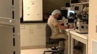 Oocyte Cryopreservation Egg Freezing [upl. by Bernie]