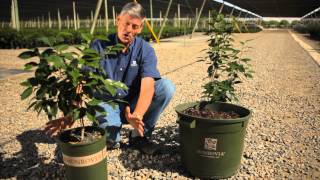 How to Transplant a Camellia Japonica Bush  Garden Savvy [upl. by Haelat]