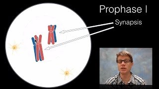 Phases of Meiosis [upl. by Releyks]