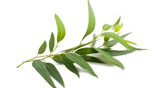 Eucalyptus plant medicinal uses [upl. by Lothar]