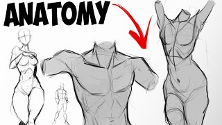 How I Draw Basic Anatomy [upl. by Nnaylrebmik]