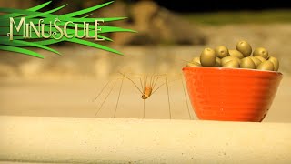 Minuscule  Spider from the dephts  Araignée des abysses Season 2 [upl. by Moffitt145]