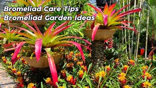 Amazing Beautiful Bromeliad Care Tips For Beginners l Bromeliads Garden Ideas [upl. by Undis]