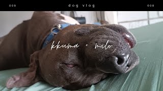 does your dog sleep like this  american bully [upl. by Niko]