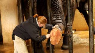 Elephants A Bath and a Pedicure [upl. by Shanks]