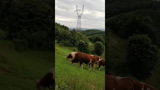 cow eating moments cow cowvideo [upl. by Akiner]