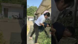 The process of cutting alfalfa with the samarium knife [upl. by Gytle]