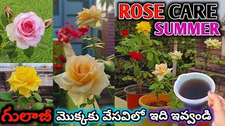 Rose Plant Care in Summer  Rose plant growing tips amp Fertilizer  గులాబీ మొక్కకు ఇచ్చే ఫర్టిలైజర్ [upl. by Hannis]