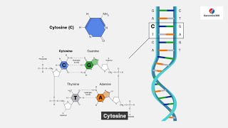 Cytosine [upl. by Tudor127]