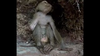 Cave Dwelling 1 Armed Baby Monkey is Insane monkey funny macaque monkeyvideo [upl. by Anilecram]