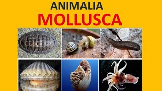 Mollusca  Biologi kelas 10 [upl. by Nilrak944]