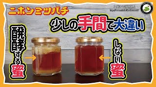 ハチミツを発酵させない【美味しい糖度の上げ方】日本みつばちの養蜂 How to Beekeeping [upl. by Akin]