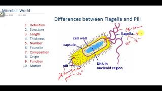 Difference between bacterial Flagella and Pili [upl. by Nnanerak]