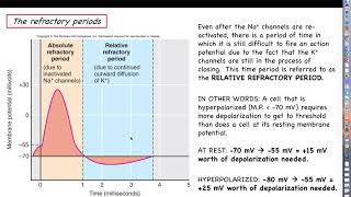 The Cardiac Action Potential [upl. by Seidler]