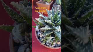 Aloe Vera Squarrosa plantas aloe aloevera aloeveraforever shorts agaveplant succulent [upl. by Apps]