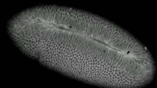 Drosophila gastrulationventral furrow formation [upl. by Hau]