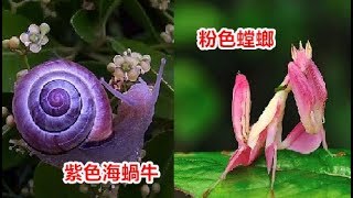 令人驚艷的17種動物，絕對罕見！ [upl. by Nomelihp]