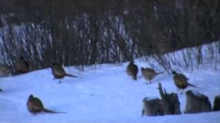 Winter Pheasants  Weather the Storm in ND [upl. by Larret591]