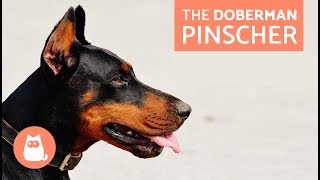 All About the Doberman Pinscher  Traits and Training [upl. by Batha251]