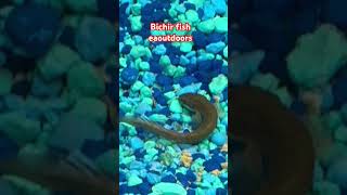 Bichir fish tiny oneviraltrendingeaoutdoors [upl. by Norbel]