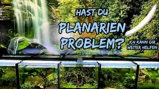 Habt ihr Planarien Probleme ich kann dir weiter helfen ohne Panakur Teil 1 Planarienfalle [upl. by Klotz]