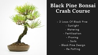 Unlock the Secrets to Thriving Japanese Black Pine Bonsai Trees [upl. by Arfihs]