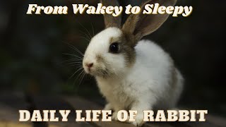 A Buns Eye View A Day in the Life of a Rabbit and Their Adorable Habits [upl. by Nolek]