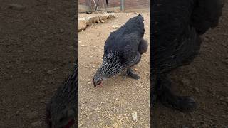 Resultado de un cruce de gallinas criolla  Brahma gallinas shortsfeed shortvideo short [upl. by Jessalin]