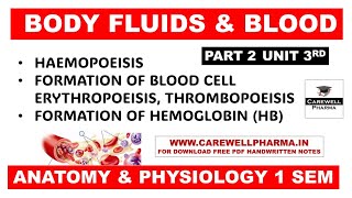 Hematopoiesis  Formation of Bood  Formation of Hemoglobin  Part 2 Unit 3  Anatomy and Physiology [upl. by Almeda]