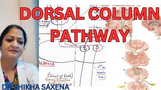 Dorsal column pathway medial lemniscus pathway Gall and Burdach pathway [upl. by Fleming]