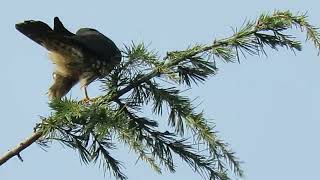 121623 Black Merlin Falcon hunting Kent Wa 6343159 [upl. by Jer437]