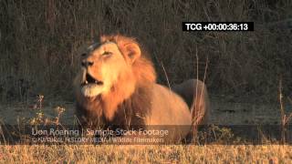 Lion Roaring HD wild deep and LOUD [upl. by Rehsu]