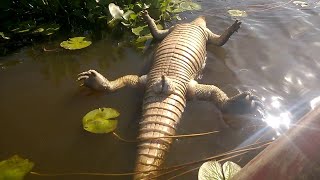 ISSO ESTÁ ACONTECENDO NO PANTANAL [upl. by Ttesil]