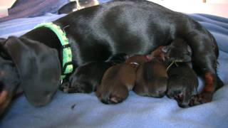 Dachshund 4th Puppy Birth [upl. by Regazzi728]