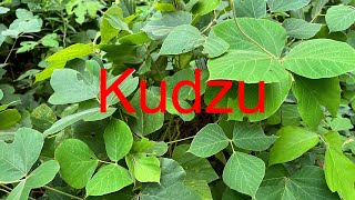 How good Kudzu can really be [upl. by Kcirdderf]