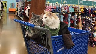 Cats shopping at PETSMART [upl. by Lebasy908]