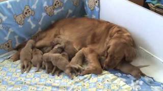 Golden Retriever Puppies  5 days old [upl. by Leahcimaj]