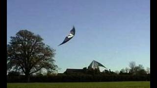 Freestyle Kite Tricks  abw in Stoke Park Nov04 [upl. by Aisad]