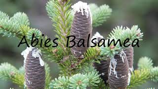 How to Pronounce Abies Balsamea [upl. by Antoinetta]