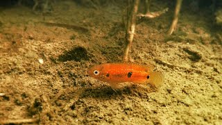 Red Jewel Cichlid guarding fry in nature [upl. by Nolahc]