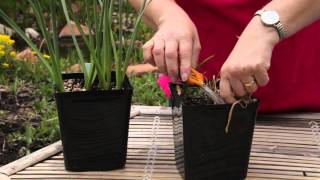 How to Cut Back Potted Tulips  Grow Guru [upl. by Annoed391]