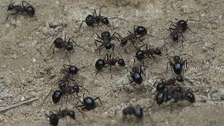 가시개미 Polyrhachis lamellidens Ant  4K videos Gyeryongsan in KOREA [upl. by Namsu]