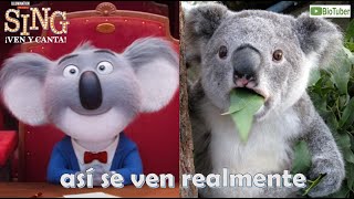 Que animales son los personajes de Sing Ven y Canta la película como son en la vida real [upl. by Atekan]