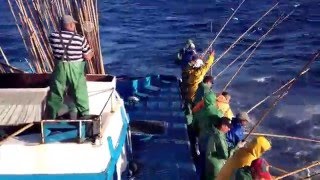 Pesca com Salto Vara e Isca viva nos Açores [upl. by Ecyor]